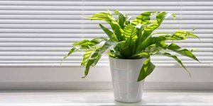 Sellnhanh-Cay-xanh-trong-phong-de-loc-khong-khi